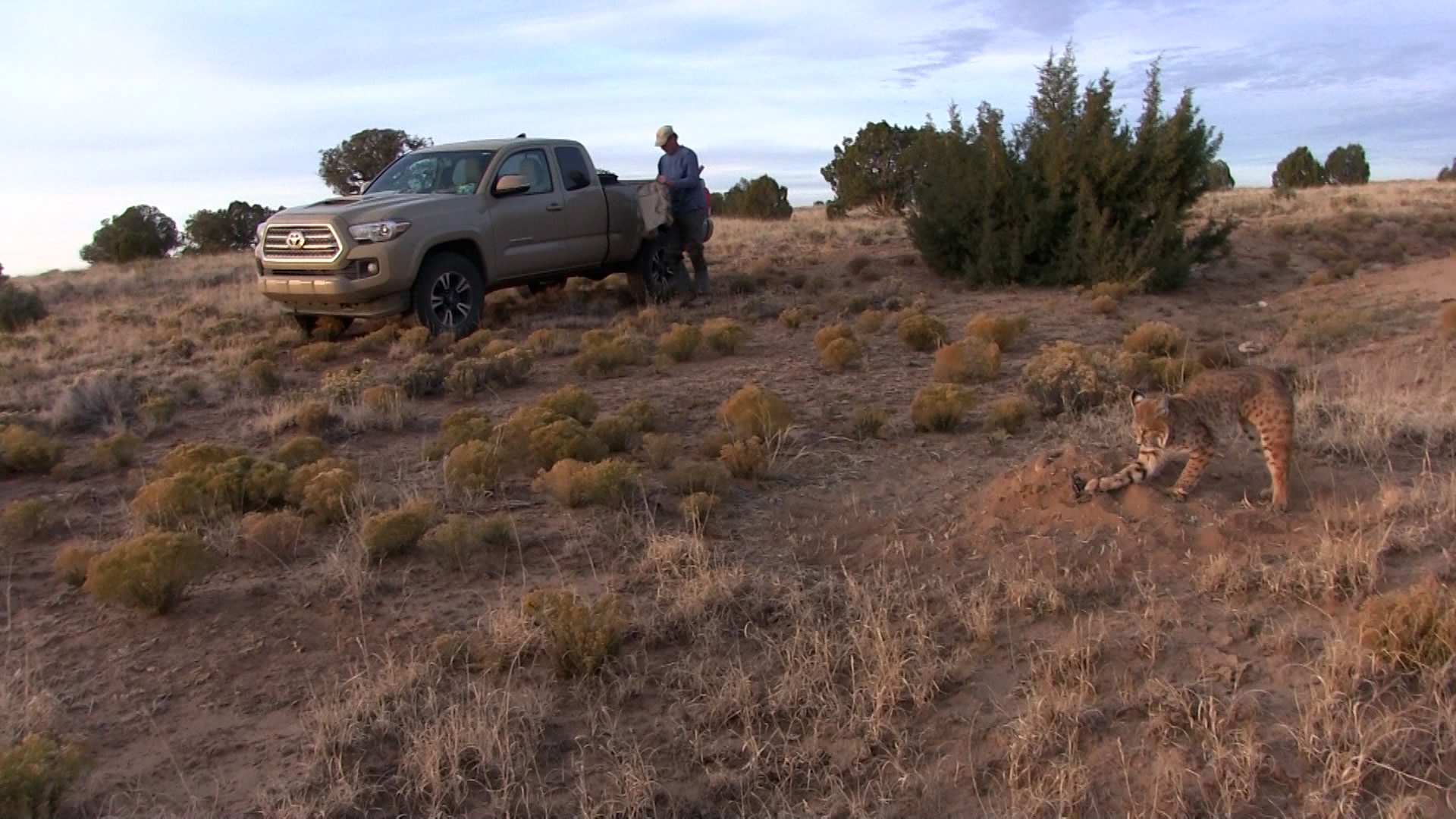 Teaser - Wiebe Trapline Adventures S2/E13 - Phil Brown Bobcat