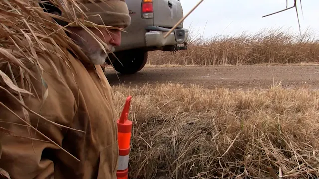 Mark Steck use colony traps for muskrats