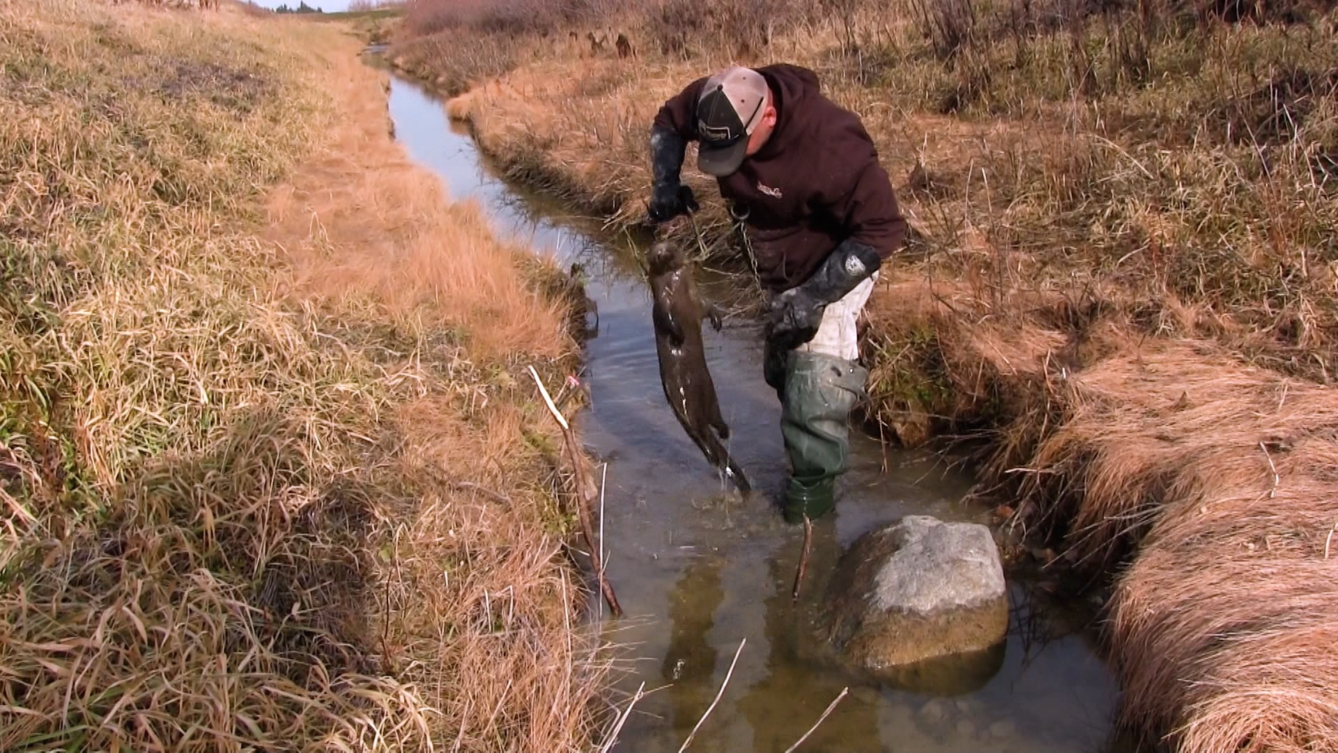 Wiebe Trapline Adventures S2/E10 - Todd Wilebski Raccoon