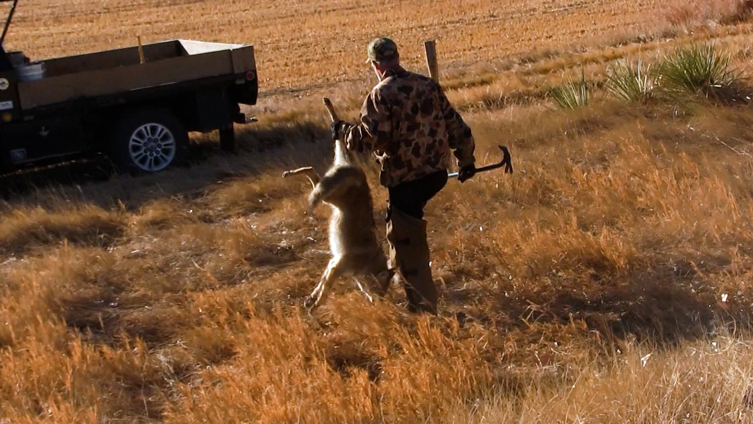 Teaser - Wiebe Trapline Adventures S2/E12 - Richard Johnson Coyote Line