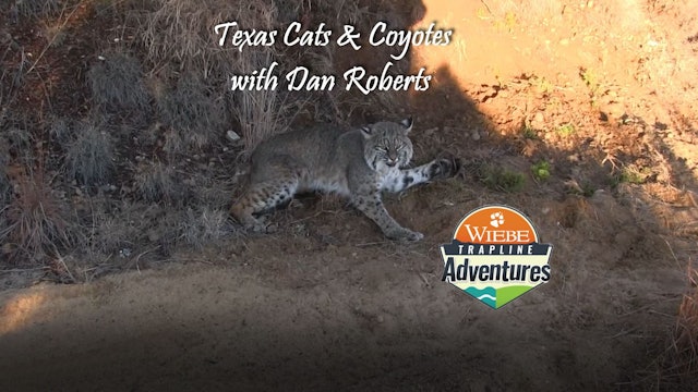 Trailer-Texas Cats & Coyotes with Dan Roberts