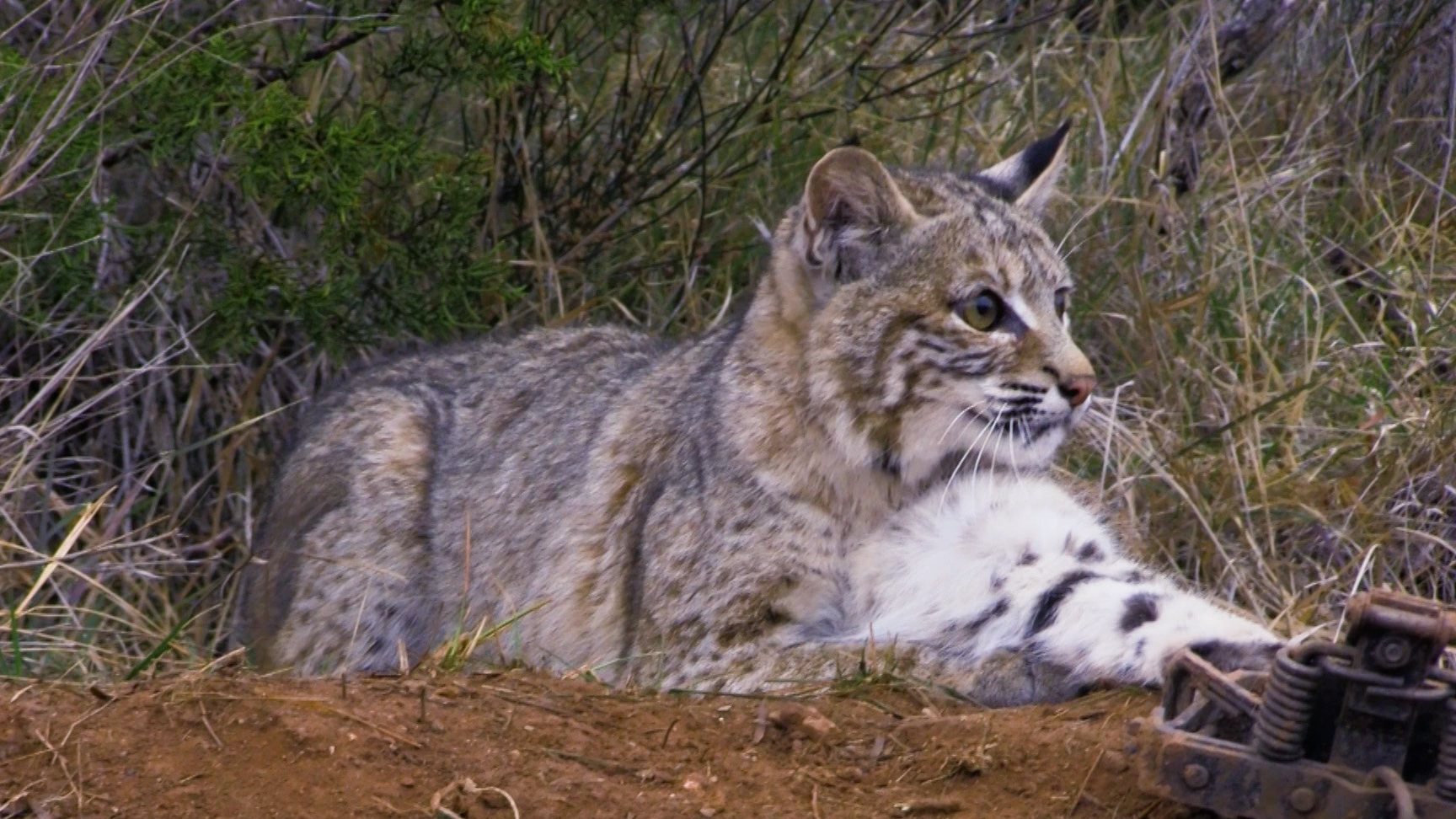 Teaser - Wiebe Trapline Adventures S2/E2 - Dan Roberts Texas Bobcat 2 of 2