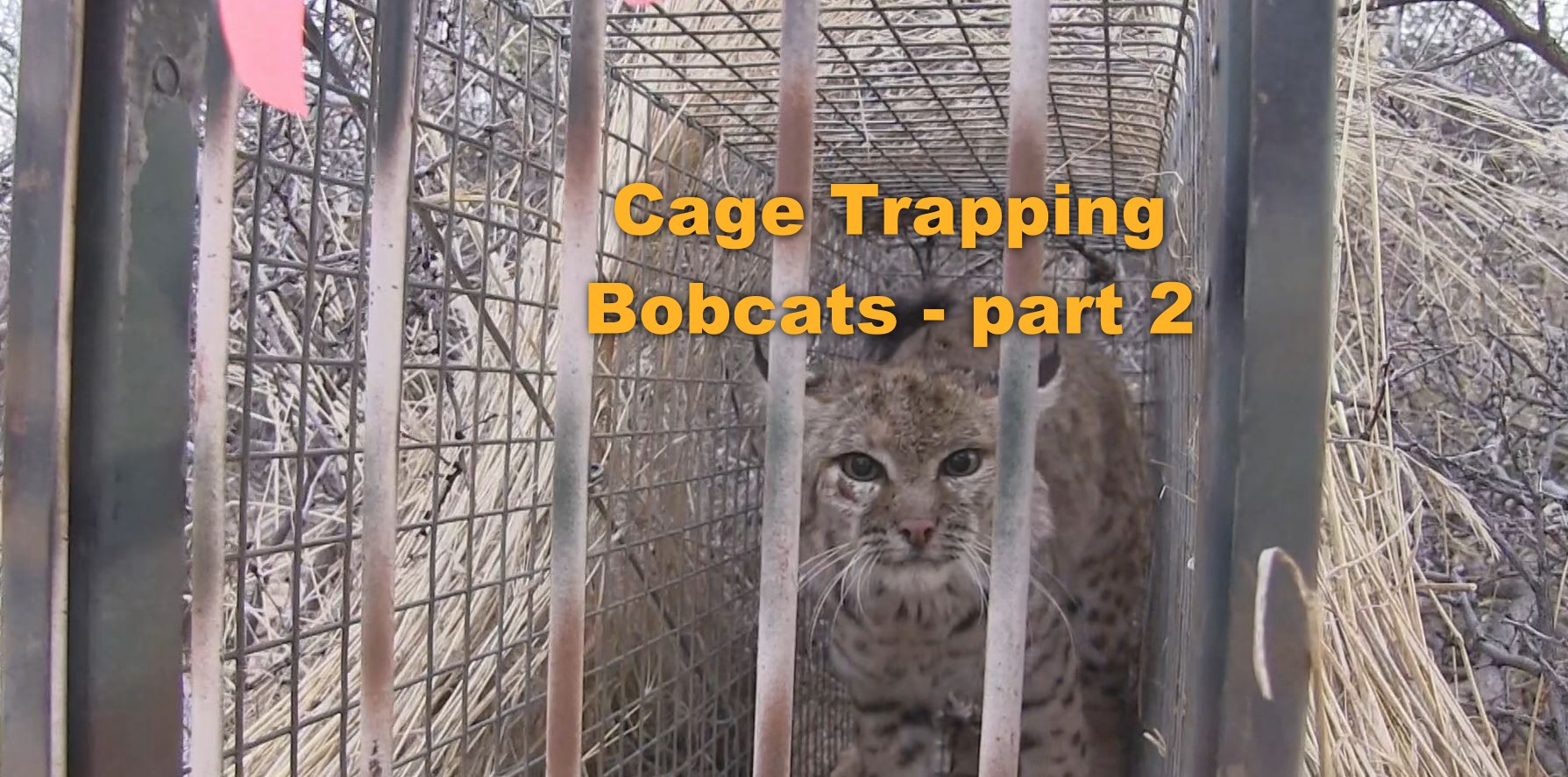 Trailer - Jim Ball Cage Trapping Bobcats - part 2