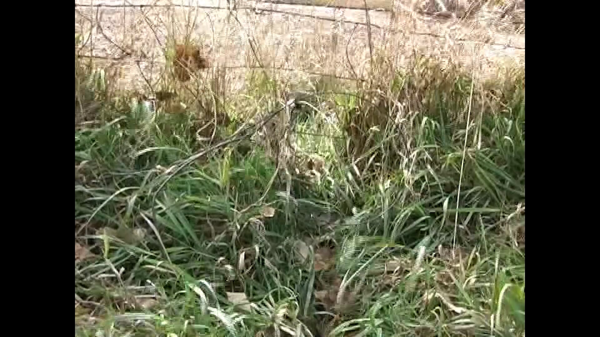 Farmland Snaring In rural America Mark Steck