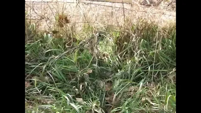 Farmland Snaring In rural America Mar...