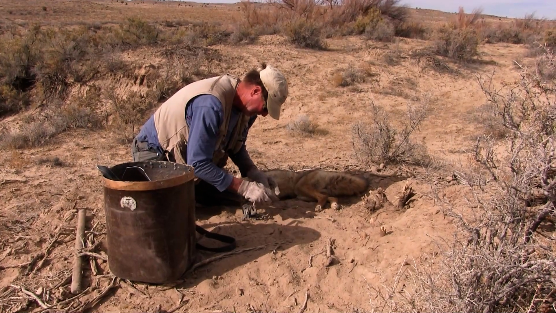 Wiebe Trapline Adventures S3/E8_Phil Brown Coyote