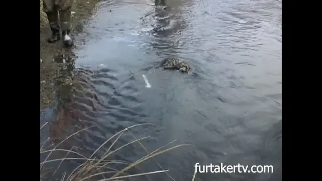 Pipe trapping triple coon, Mark Steck