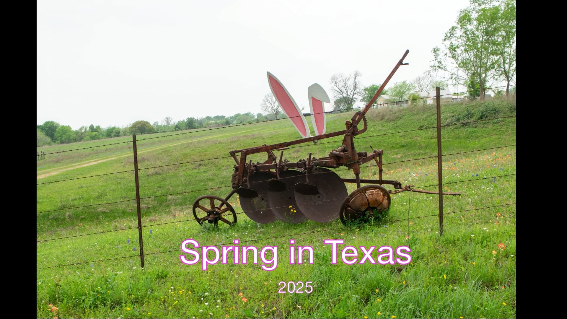 Life - Texas Wildflowers - Seven Minutes of Zen