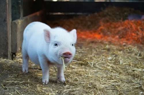 Life on the Farm