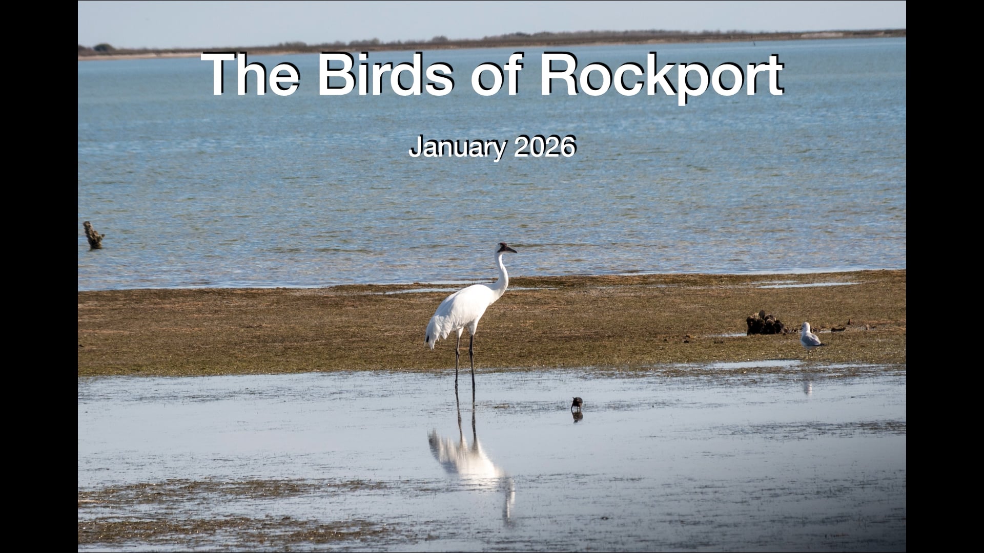 Trip - Birds of Rockport 2026