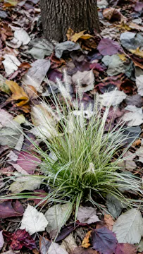Rebecca McMackin - Biodiversity-led horticulture
