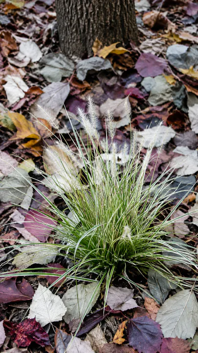 Rebecca McMackin - Biodiversity-led horticulture