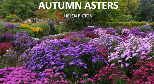 Asters, with Helen Picton