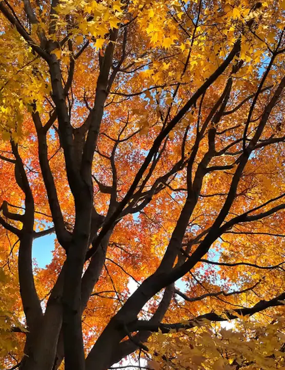 Chris Fehlhaber - Autumn at Chanticleer