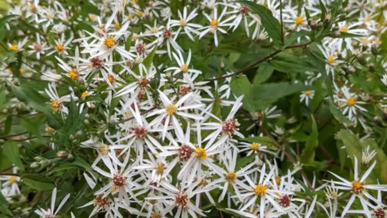 Asters, with Helen Picton