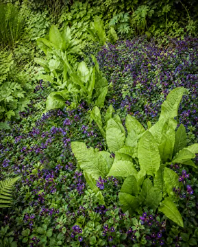 Alison Jenkins on the Ornamental Edible Garden