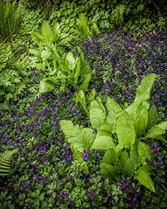 Alison Jenkins on the Ornamental Edible Garden