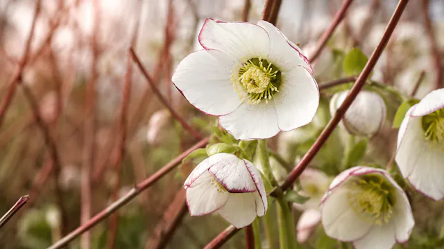 Hellebores - Jewels of the winter garden