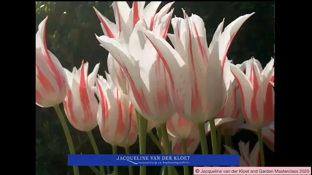 New Ways with Bulbs - Jacqueline van der Kloet