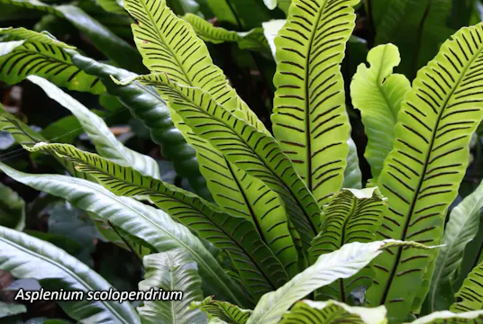 Richie Steffen – Ferns