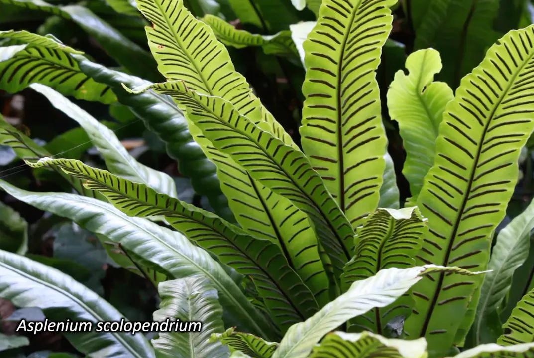 Richie Steffen – Ferns
