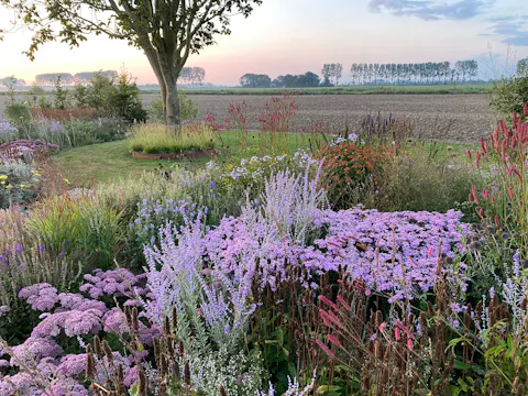 Tom de Witte's New Garden