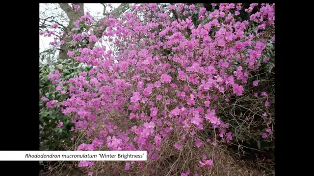 Jack Aldridge on Shrubs for Winter Interest