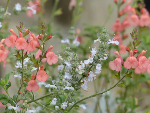 Frank Fischer on Salvias