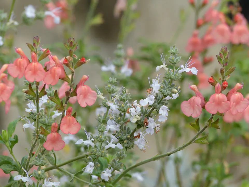Frank Fischer on Salvias