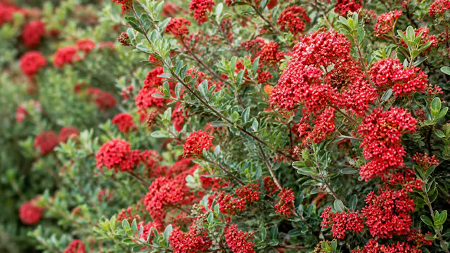 Jack Aldridge on Shrubs for Winter