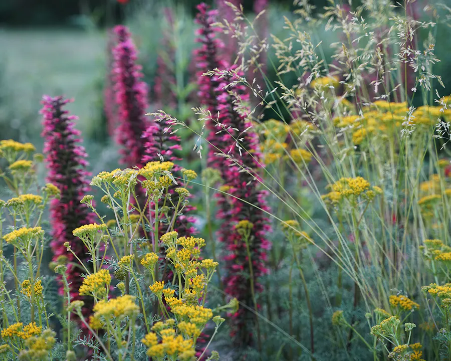 Till Hofmann on Dry Climate Perennials