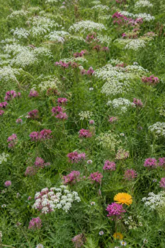 Josh Sparkes on 'Natural Farming' at Birch Farm