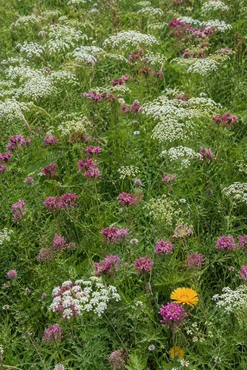 Josh Sparkes on 'Natural Farming' at Birch Farm