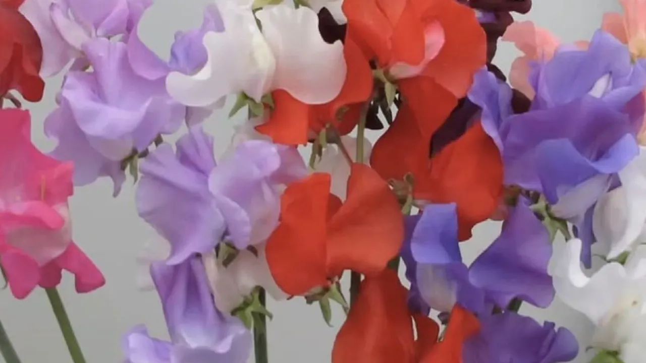 Roger Parsons - Growing Better Sweet Peas