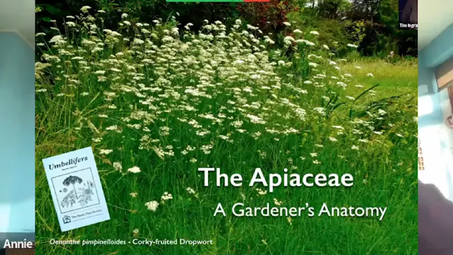 Tim Ingram - The Apiaceae