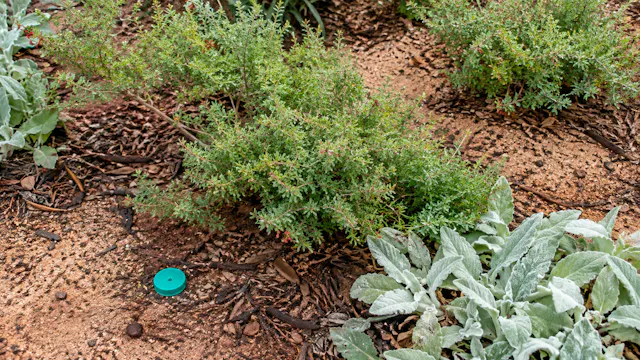 Alek Stoodley: Mediterranean Pruning