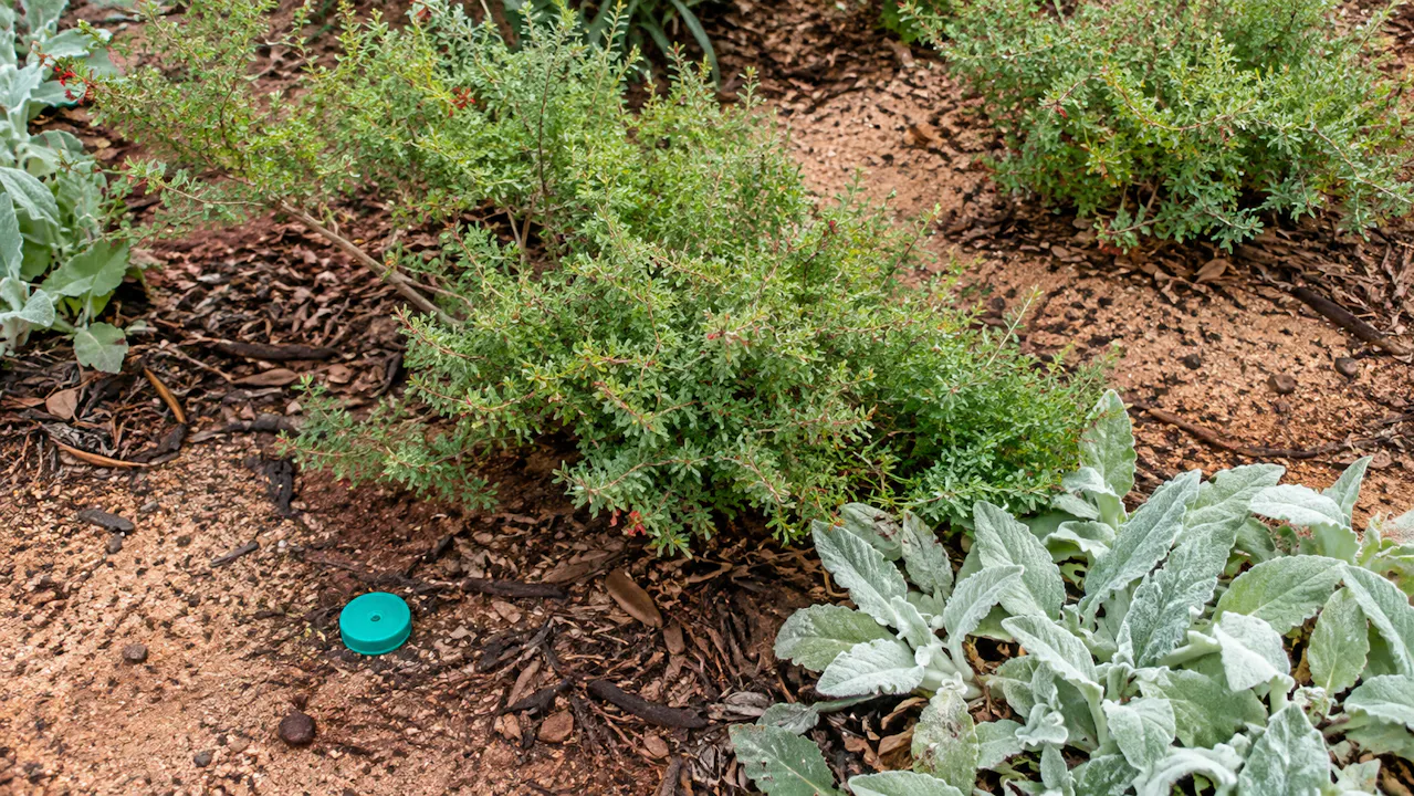 Alek Stoodley: Mediterranean Pruning