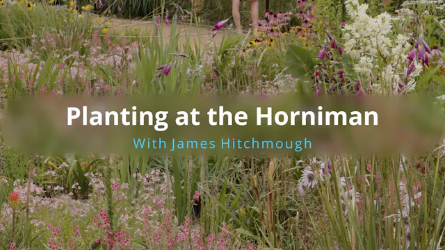 James Hitchmough Low maintenance herbaceous plantings for deep gravel mulches