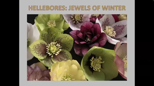 Hellebores - Jewels of the winter garden, with Ed Flint