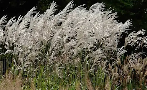Neil Lucas - Keep up to date with Grasses