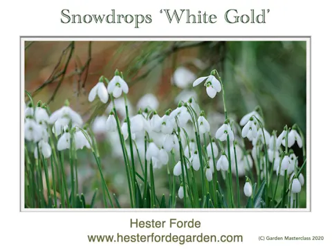 Hester Forde – Snowdrops