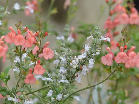 Frank Fischer on Salvias