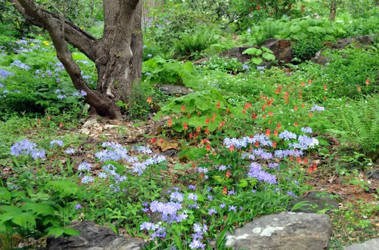 Renee Kemmerer - Woodland Wonders