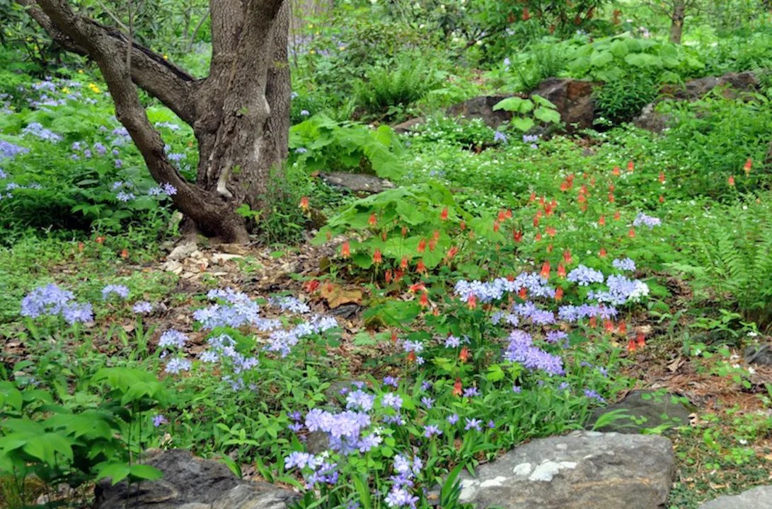 Renee Kemmerer - Woodland Wonders