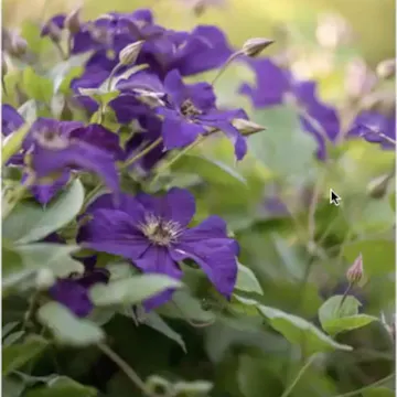 Alla Olkhovska on Clematis