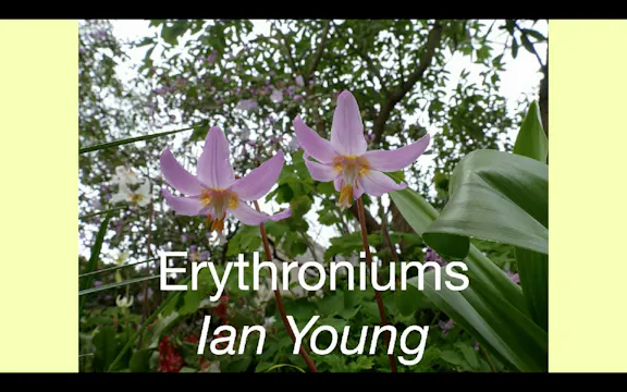 Ian Young - Erythroniums