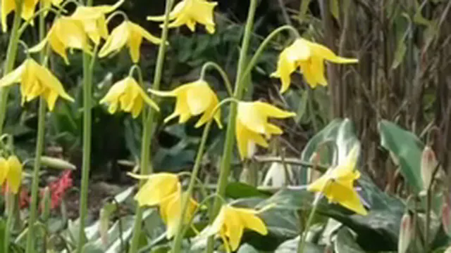 Ian Young - Erythroniums
