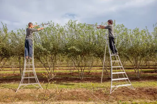 Philip Nieuwoudt on Multi-stem Trees