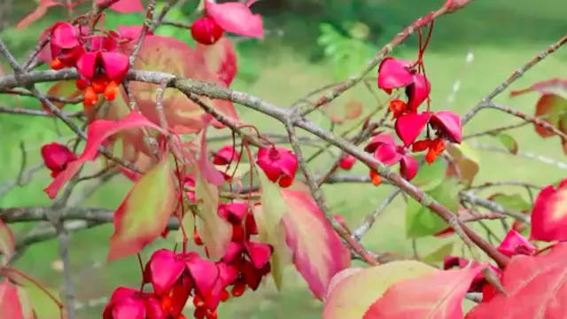 Jack Aldridge – Autumn Colour on a Small Scale
