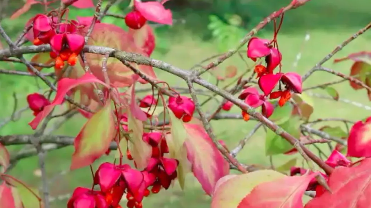 Jack Aldridge – Autumn Colour on a Small Scale